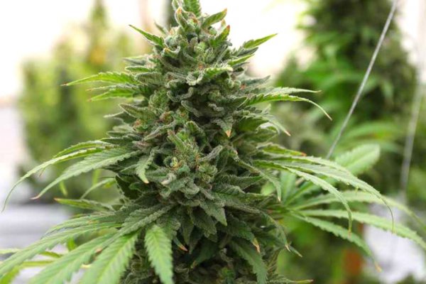 Сайт кракен тор