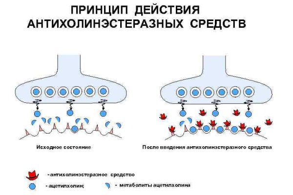 Mega darknet ссылка